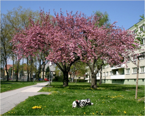 <b>ich wei� zwar nicht, wer der Fr�hling ist...<b>